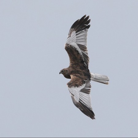 Brun kärrhök (hane) Foto: Sven-Olof Martinsson